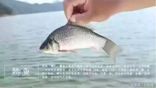 淡水鱼种类大全(鱼类大全看图识鱼)插图1