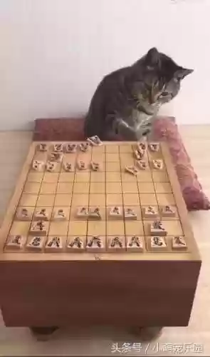 下棋阵容猫咪(动物自走棋阵容推荐)插图1