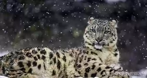 动物园里动物100种(动物园里有什么动物呢)插图5