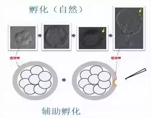 赛尔号融合精灵在哪里孵化领取(赛尔号全部融合精灵)