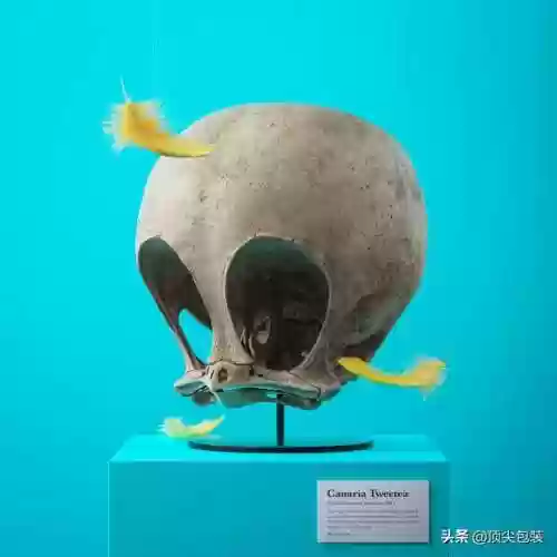 海绵宝宝的尸骨(画海绵宝宝一家人)插图16