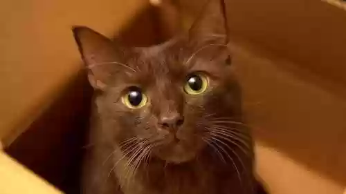 72种猫咪品种大全(猫品种大全100种图片)插图14