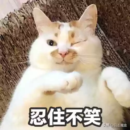 国服疯狂动物园阵容(疯狂动物园游戏官网)