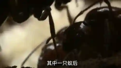 蚂蚁帝国最强昆虫阵容(十大最强昆虫排名)插图2