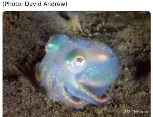 动物园里动物100种(动物园里有什么动物呢)插图13