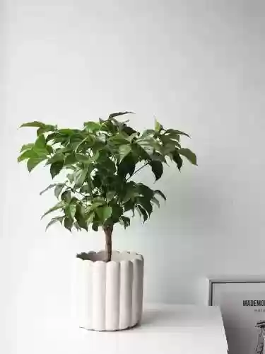 植物大战僵尸聚宝盆阵容(植物大战僵尸最强阵容搭配图片)插图10