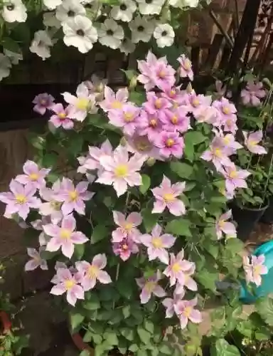 创意庭院超强植物阵容攻略(耐阴耐寒的庭院植物)插图10
