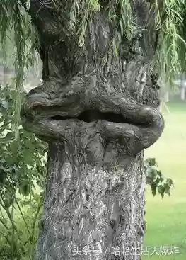 十大危险吃人植物(什么植物吃了会马上死)插图11