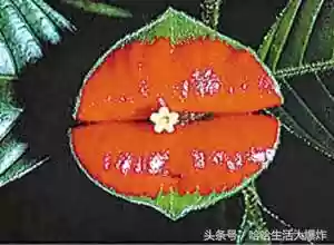 十大危险吃人植物(什么植物吃了会马上死)插图7