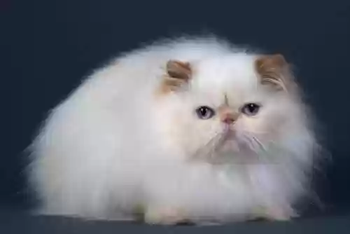72种猫咪品种大全(猫品种大全100种图片)插图1
