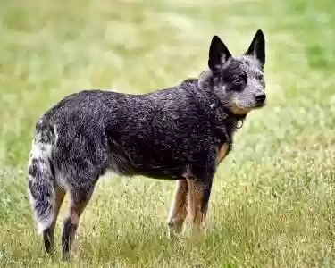 犬类智商排名(什么小狗最聪明排名第一)