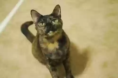 白茶蛛阵容(土蜘蛛猛火阵容)插图8