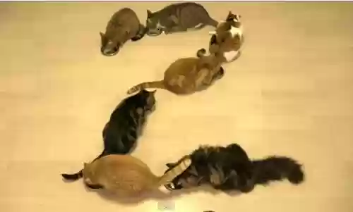 花样猫咪阵容(猫三国最强阵容)插图1