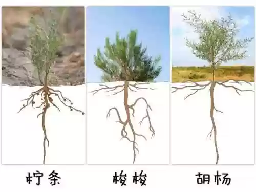梭梭树图片(梭梭树生长周期)插图6
