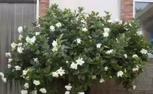 创意庭院超强植物阵容攻略(耐阴耐寒的庭院植物)插图15