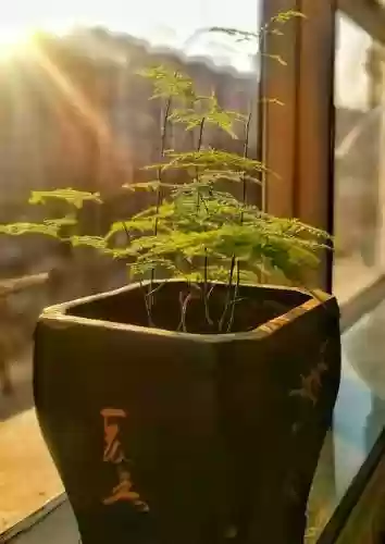 植物大战僵尸聚宝盆阵容(植物大战僵尸最强阵容搭配图片)插图7