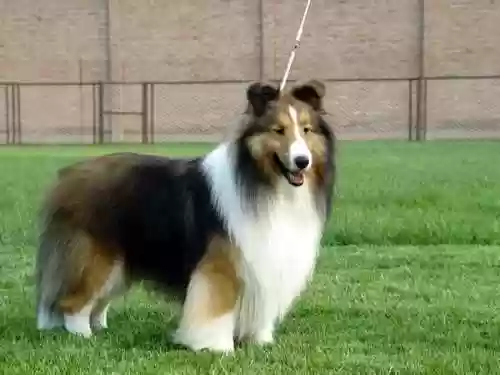 犬类智商排名(什么小狗最聪明排名第一)插图4