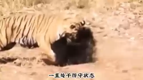 阿修罗狩猎阵容(阴阳寮狩猎战单人阵容)插图3