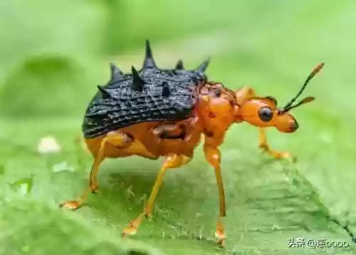 动物园里动物100种(动物园里有什么动物呢)插图4
