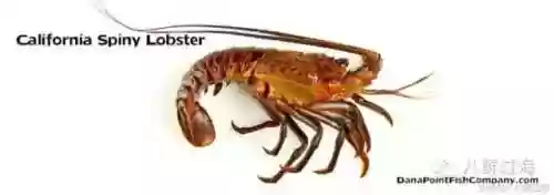 波士顿龙虾(波士顿龙虾的做法清蒸几分钟)插图2