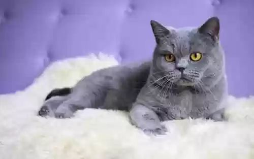 72种猫咪品种大全(猫品种大全100种图片)插图4