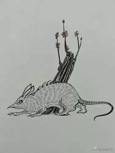 108只神兽大全(宝可梦98只神兽图片)插图109