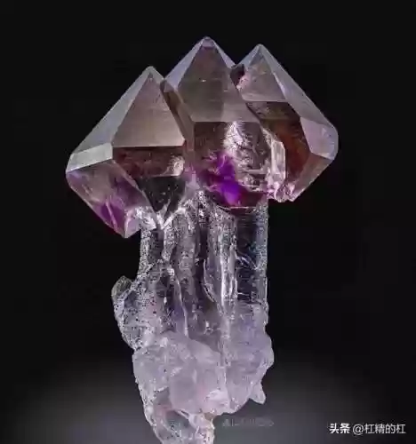 动物园里动物100种(动物园里有什么动物呢)插图34
