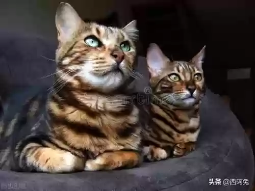 解决残局的星座阵容(善于布局的星座)插图1
