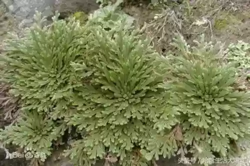 十大危险吃人植物(什么植物吃了会马上死)插图9