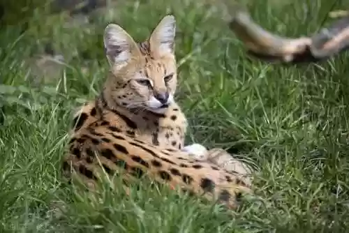 猫咪最新永久地域网名搜索(猫咪最新地域网名是什么)插图3