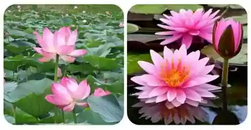部落冲突9本绿化阵容对比(部落冲突复制阵型)插图32