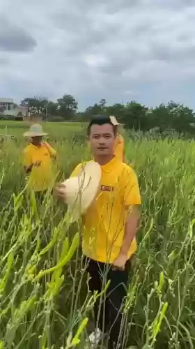 福星阵容编歌(福星盈门全部插曲歌名)