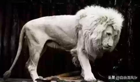 动物园里动物100种(动物园里有什么动物呢)