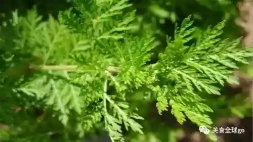 植物大战僵尸2火王阵容(植物僵尸2必过阵容)插图2