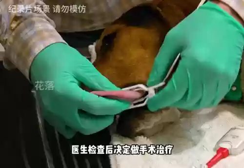 1男1女荒野求生完整版(荒野求生视频全集国语)插图3