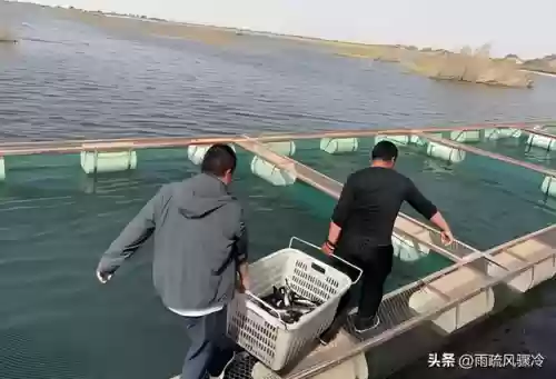 沙漠海洋阵容(海洋王国最强阵容搭配)插图4
