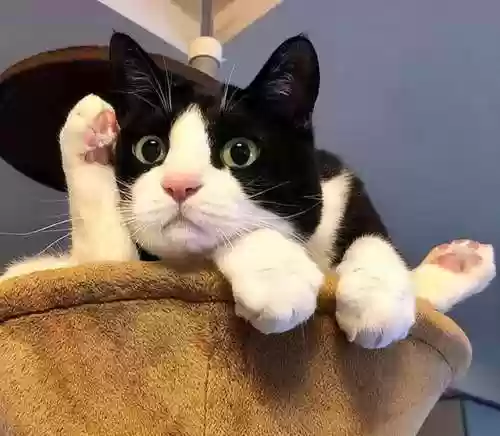 猫咪克星阵容(猫咪怕什么东西)插图2