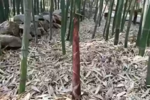 清乐竹林阵容(阴阳师单体阵容)插图1