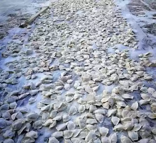 饺子阵容搭配(韭菜馅饺子怎么调好吃？)插图5