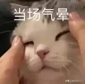悲伤蛙阵容(宝可梦t0阵容)
