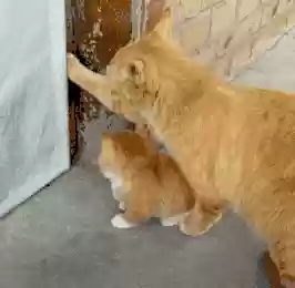 猫猫玄学阵容(猫之城t0阵容)插图30