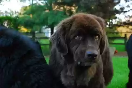 水上犬阵容(中型犬一天喝多少水)插图2