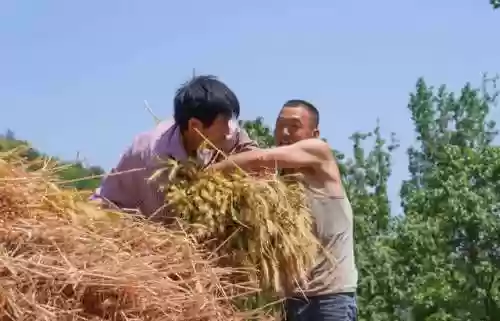 颗粒镰刀阵容(王者荣耀模拟战最强阵容)插图5