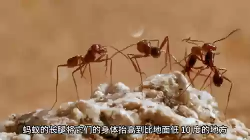 沙漠蚂蚁阵容(蚁族崛起最强阵容推荐)