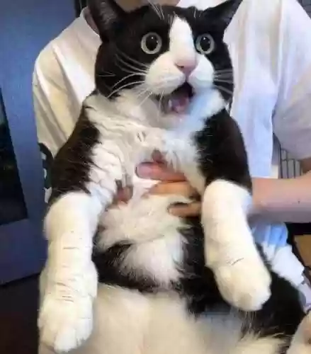 猫咪克星阵容(猫咪怕什么东西)插图1