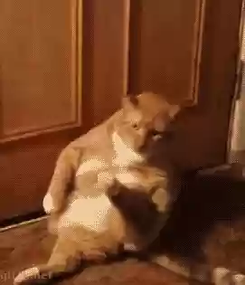 猫猫玄学阵容(猫之城t0阵容)插图5