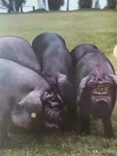 云顶阵容黑猪(云顶开黑后开不了游戏)插图4