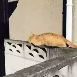 猫猫玄学阵容(猫之城t0阵容)插图15