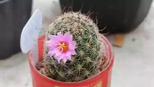 福神刺阵容(灯神10群雄阵容)