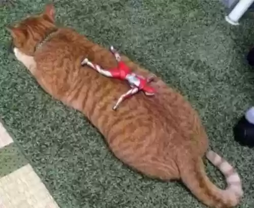 猫猫玄学阵容(猫之城t0阵容)插图13